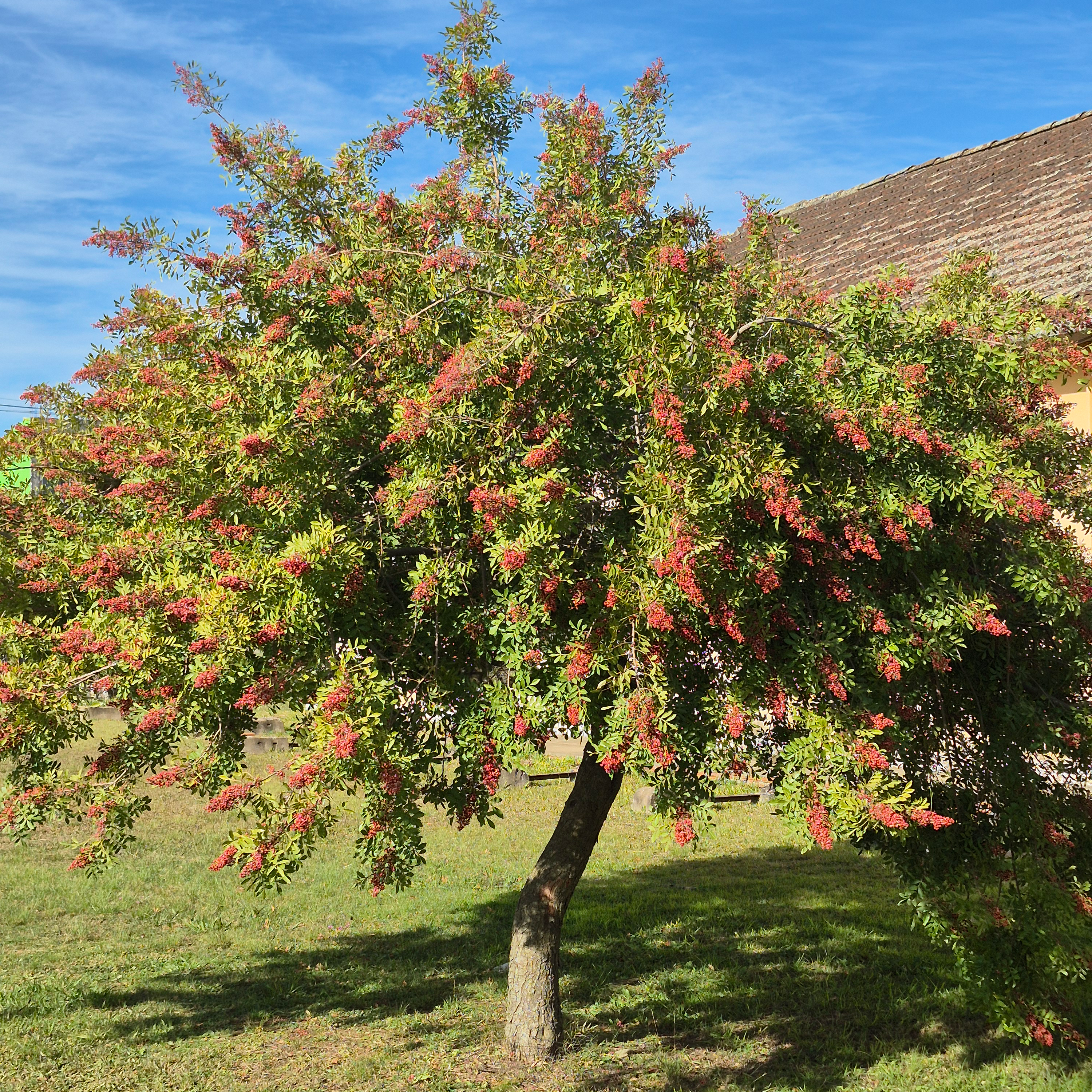 2026-06-19-Aroeira_planta.png