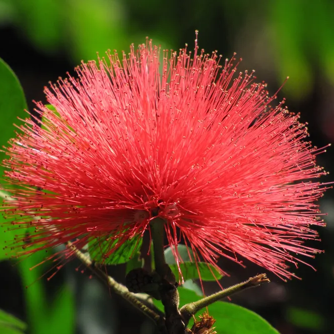 2026-06-19-Caliandra_planta_.png